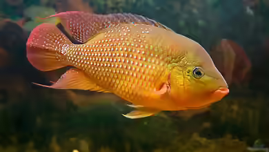 Mesoheros festae im Aquarium halten