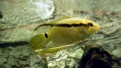 Mesonauta festivus im Aquarium halten