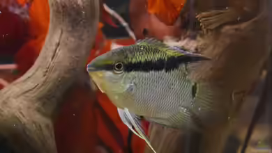 Mesonauta insignis im Aquarium halten