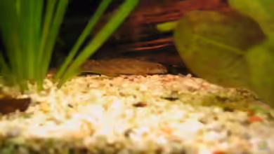 Mesonoemacheilus triangularis im Aquarium halten