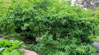 Mespilus germanica im Garten pflanzen