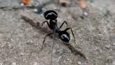Messor barbarus im Formicarium halten