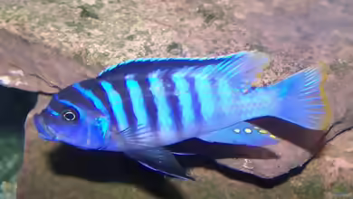 Metriaclima / Maylandia: Mbunas aus dem Malawisee