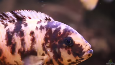 Metriaclima mbenjii im Aquarium halten