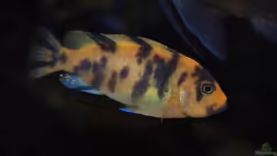 Metriaclima xanstomachus im Aquarium halten
