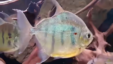 Metynnis: Silberdollars im Aquarium richtig halten