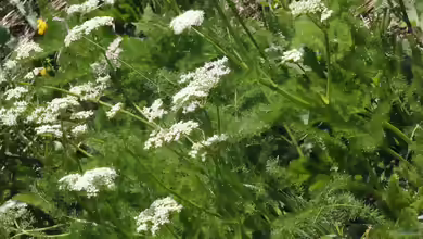 Meum athamanticum im Garten pflanzen
