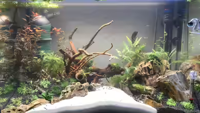 Mia's erstes Aquarium von Maguma