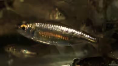 Micralestes acutidens im Aquarium halten