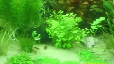 Micranthemum umbrosum im Aquarium pflanzen