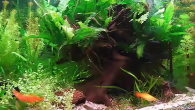 Micranthemum umbrosum im Aquarium pflanzen