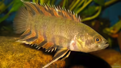 Microctenopoma ansorgii im Aquarium halten