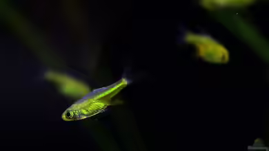 Microdevario kubotai im Aquarium halten