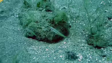 Microgobius carri im Aquarium halten