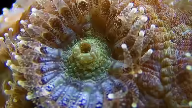 Micromussa lordhowensis im Aquarium halten