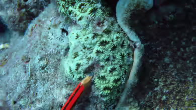 Micromussa regularis im Aquarium halten