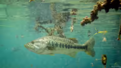 Micropterus salmoides im Gartenteich halten