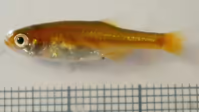 Microrasbora rubescens im Aquarium halten