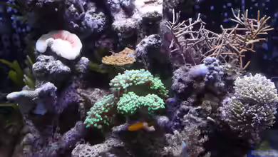 Microriff von Guppy62