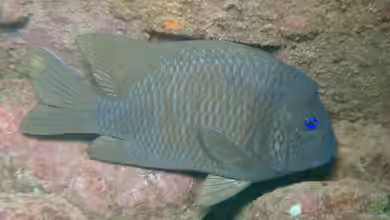 Microspathodon bairdii im Aquarium halten