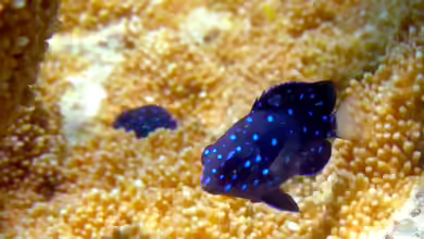 Microspathodon chrysurus im Aquarium halten