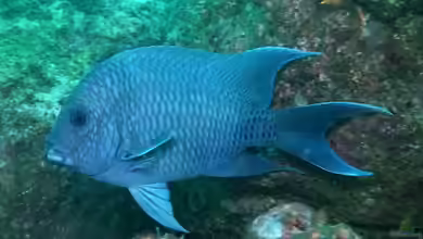 Microspathodon dorsalis im Aquarium halten