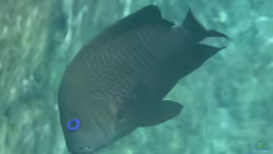 Microspathodon frontatus im Aquarium halten