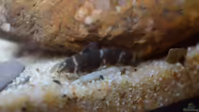 Microsynodontis batesii im Aquarium halten
