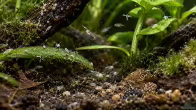 Mikrofauna im Aquarium: Kleine Helfer mit großer Wirkung