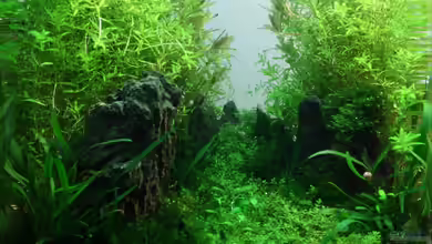 Milestones (nur noch als Beispiel) von Arami Gurami