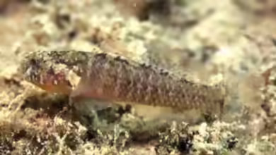 Millerigobius macrocephalus im Aquarium halten