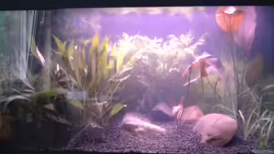 Mini-Lotus von Tobias Breuer