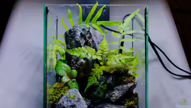 Mini-Regenwaldterrarium einrichten - Es geht auch artgerecht