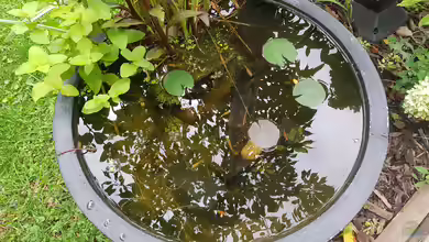 Miniteich von Maggie