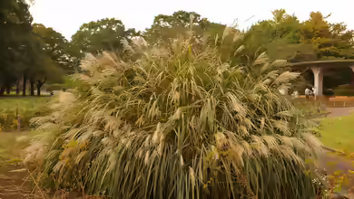 Miscanthus am Gartenteich pflanzen