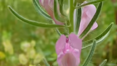 Misopates orontium im Garten pflanzen