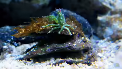 Mithraculus sculptus im Aquarium halten
