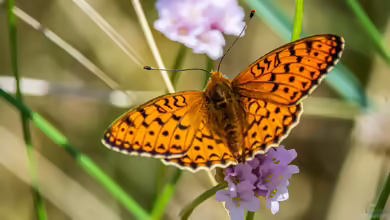 Mittlerer Perlmuttfalter: Argynnis niobe im Garten