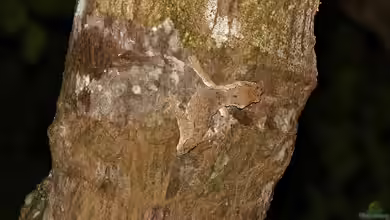 Mniarogekko chahoua im Terrarium halten