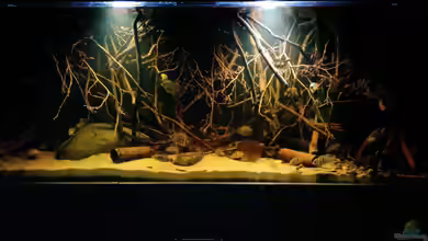 Moderne Lichtsteuerung: Abenddämmerung im Aquarium