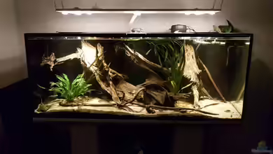 Moderne Lichtsteuerung im Aquarium - Wie smarte Technik dein Becken wirklich voranbringt