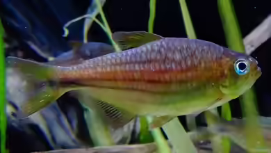 Moenkhausia agnesae im Aquarium halten