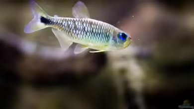Moenkhausia cosmops im Aquarium