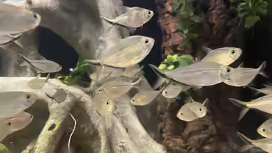 Moenkhausia costae im Aquarium halten