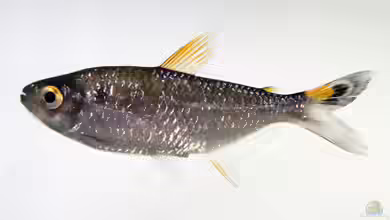 Moenkhausia lepidura im Aquarium halten