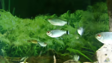 Moenkhausia sanctaefilomenae im Aquarium