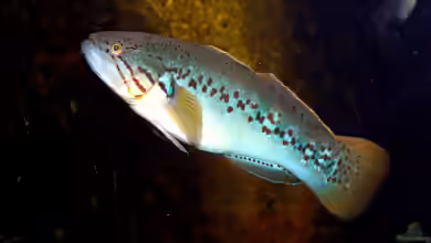 Mogurnda adspersa im Aquarium halten