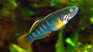 Mogurnda mogurnda im Aquarium halten