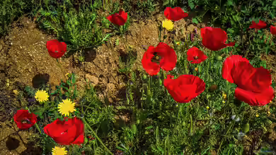 Mohnblumen - Samenstände, Rückschnitt und Vorbereitung auf das Frühjahr