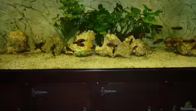 Moliro - Becken von Ikolaner